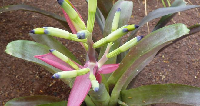 Más espectaculares Bromelias! | Jardín botánico Fuerteventura