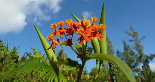 La Asclepia curassavica, la planta de las mariposas | Jardín botánico  Fuerteventura