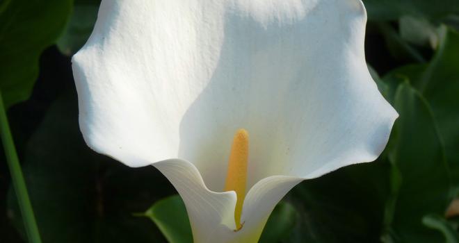 Conozca un poco más a la Zantedeschia aethiopica | Jardín botánico  Fuerteventura