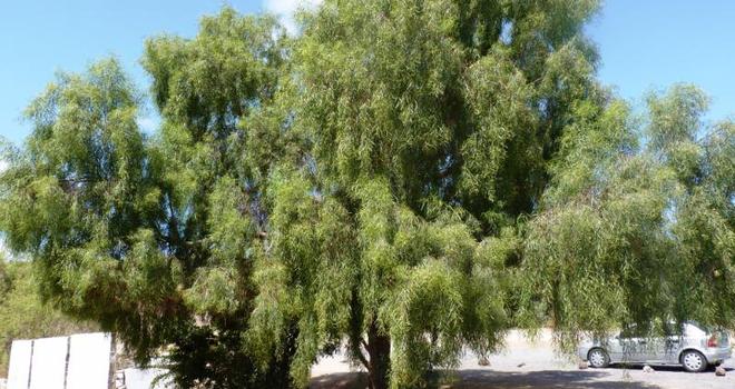 Remember The Weeping Willow Acacia Jardín Botánico Fuerteventura Remember The Weeping Willow Acacia, Will Weeping Willow Grow In Shader 1